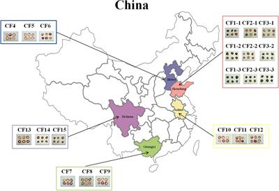Illumina-Based Analysis Yields New Insights Into the Fungal Contamination Associated With the Processed Products of Crataegi Fructus